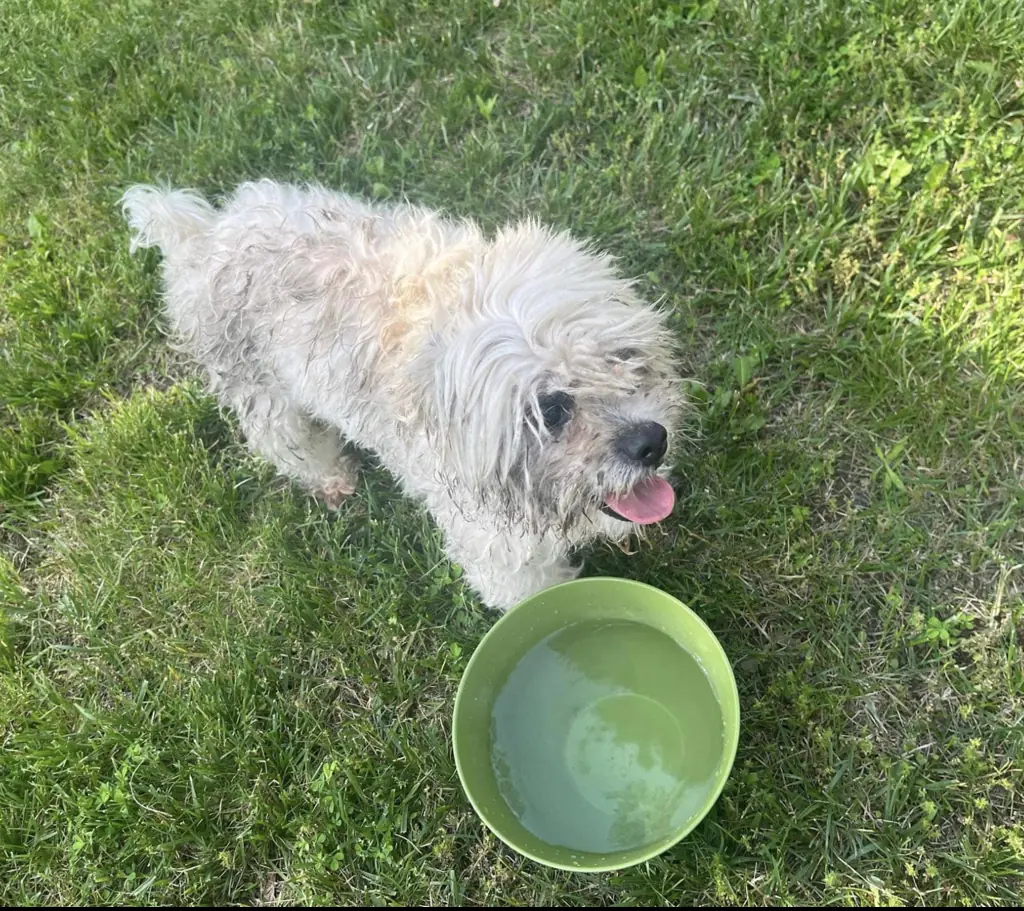 Teddy went missing after escaping from a hole under his owner's fence. Credit: Facebook