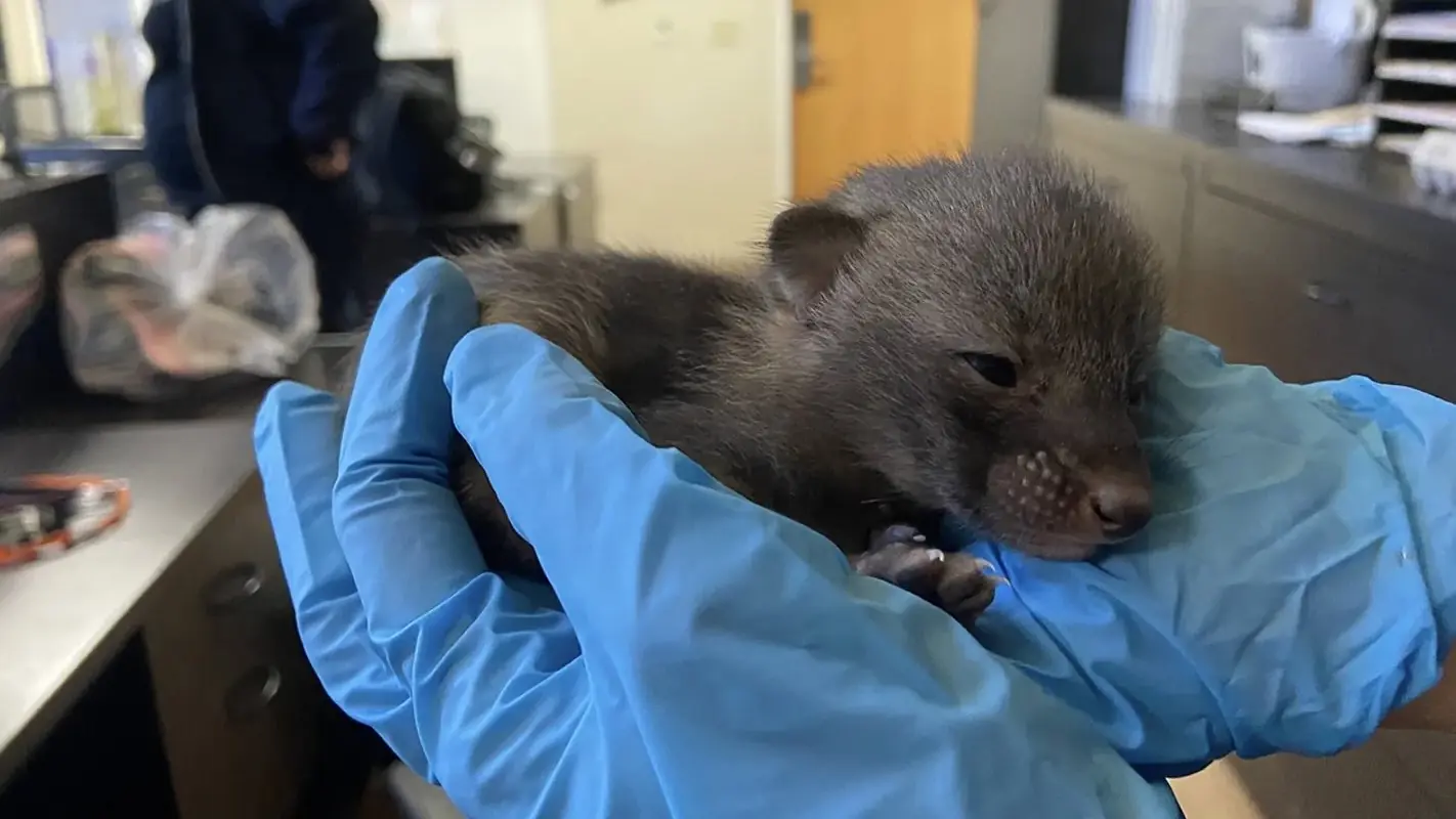 It turns out that the 