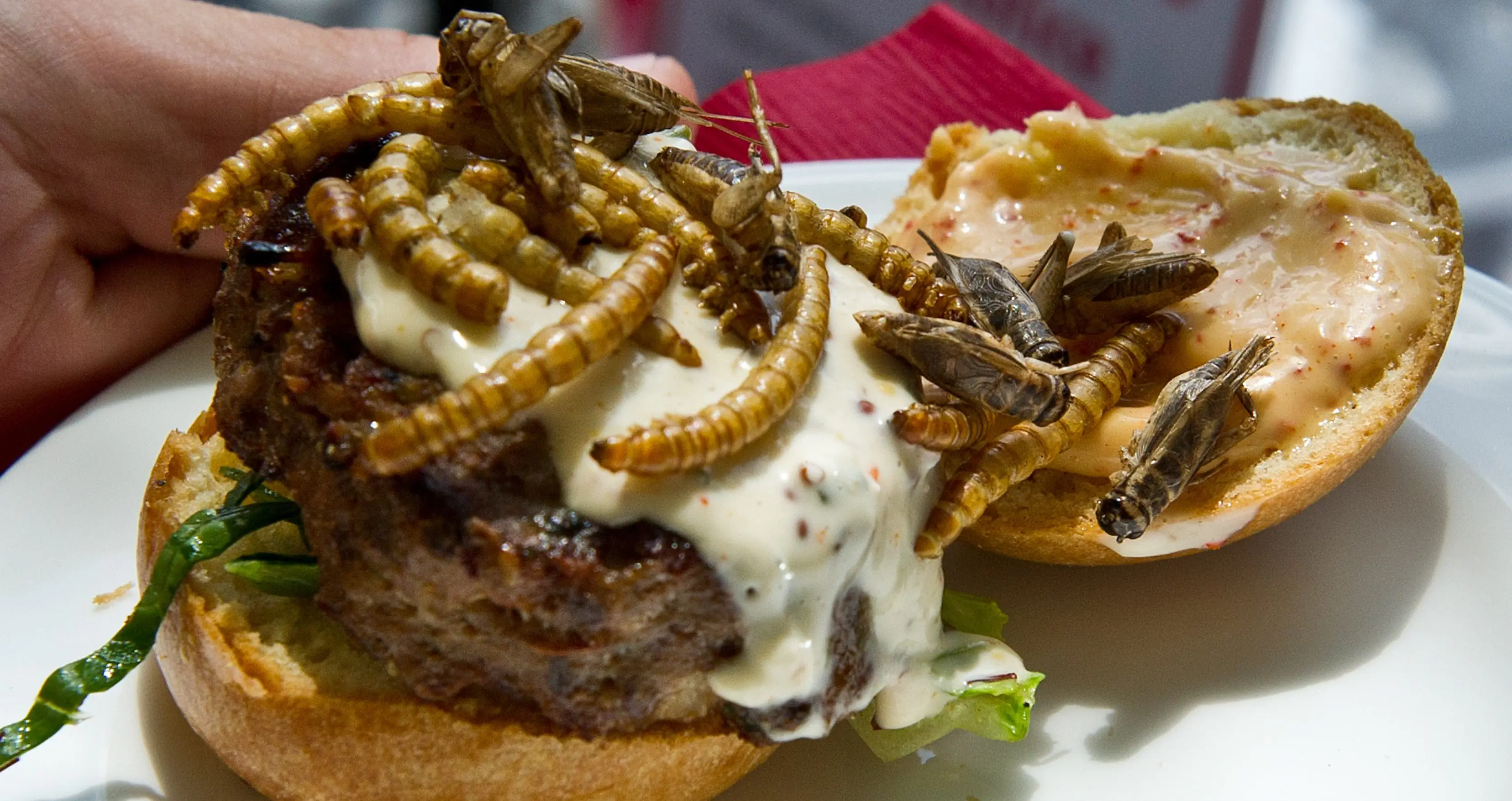 Grubs up: A guide to including edible bugs in your cooking