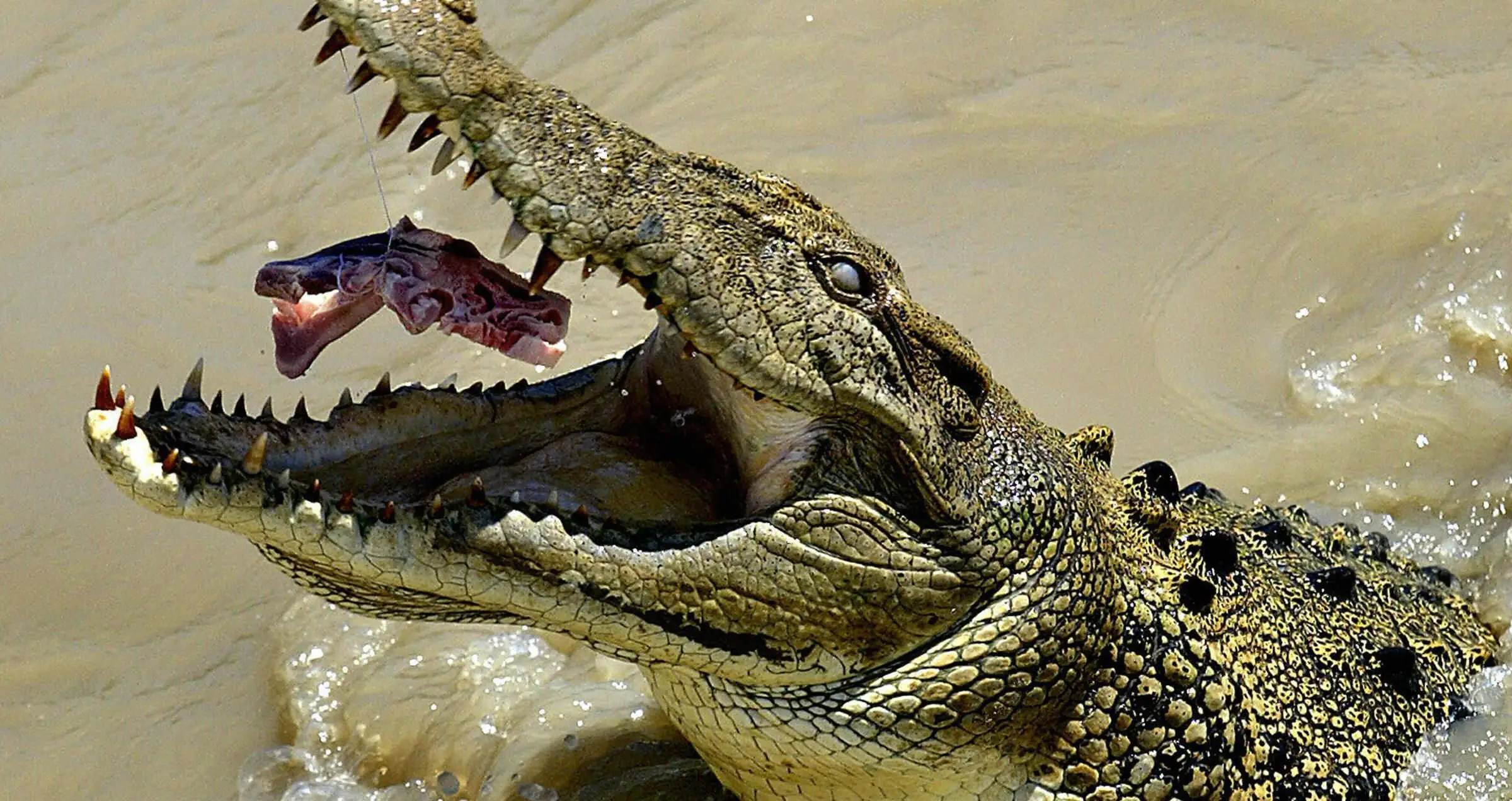 The exotic food market: Cooking with crocodile meat and more
