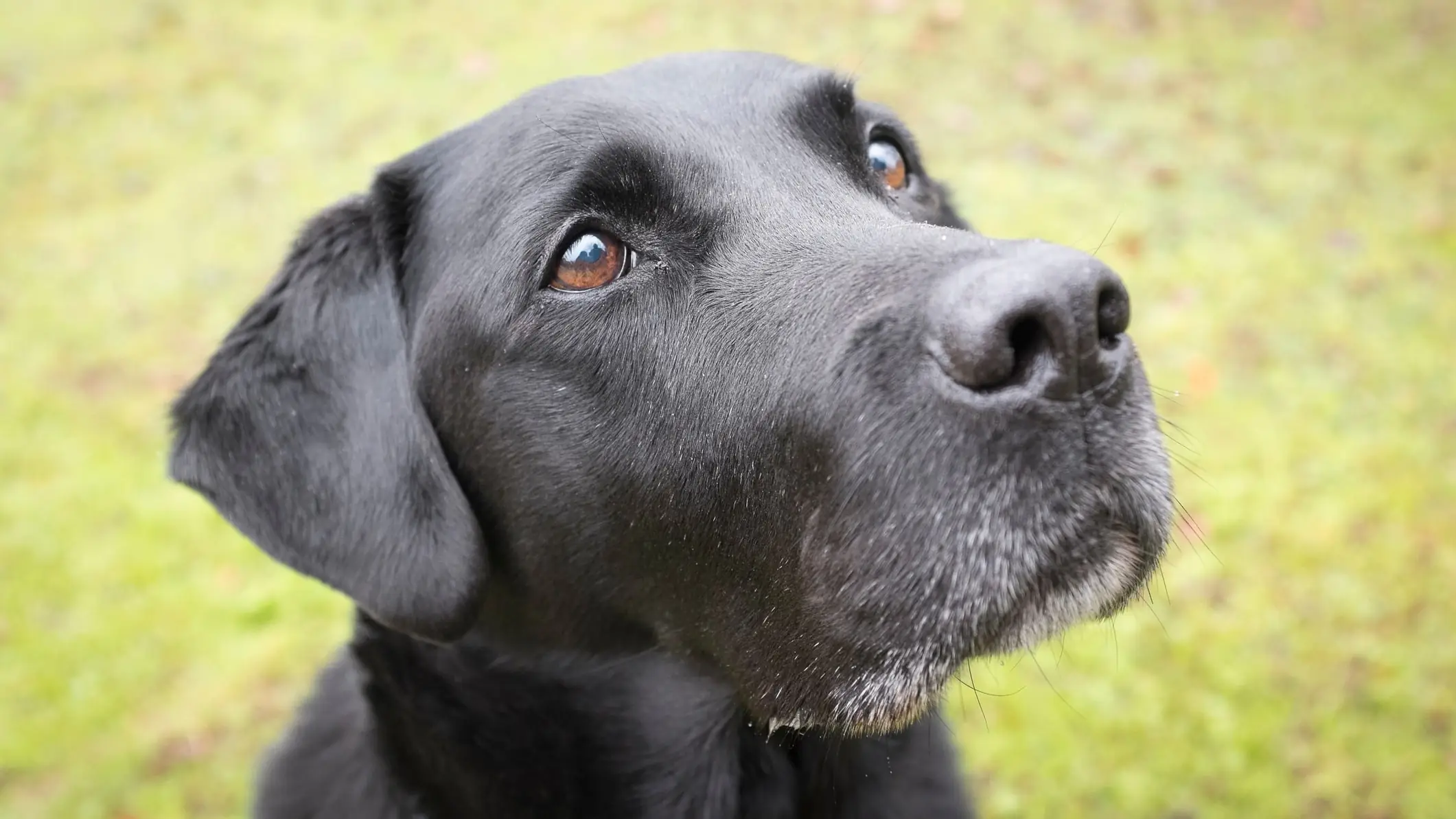 Meet the dogs helping to convict criminals in court