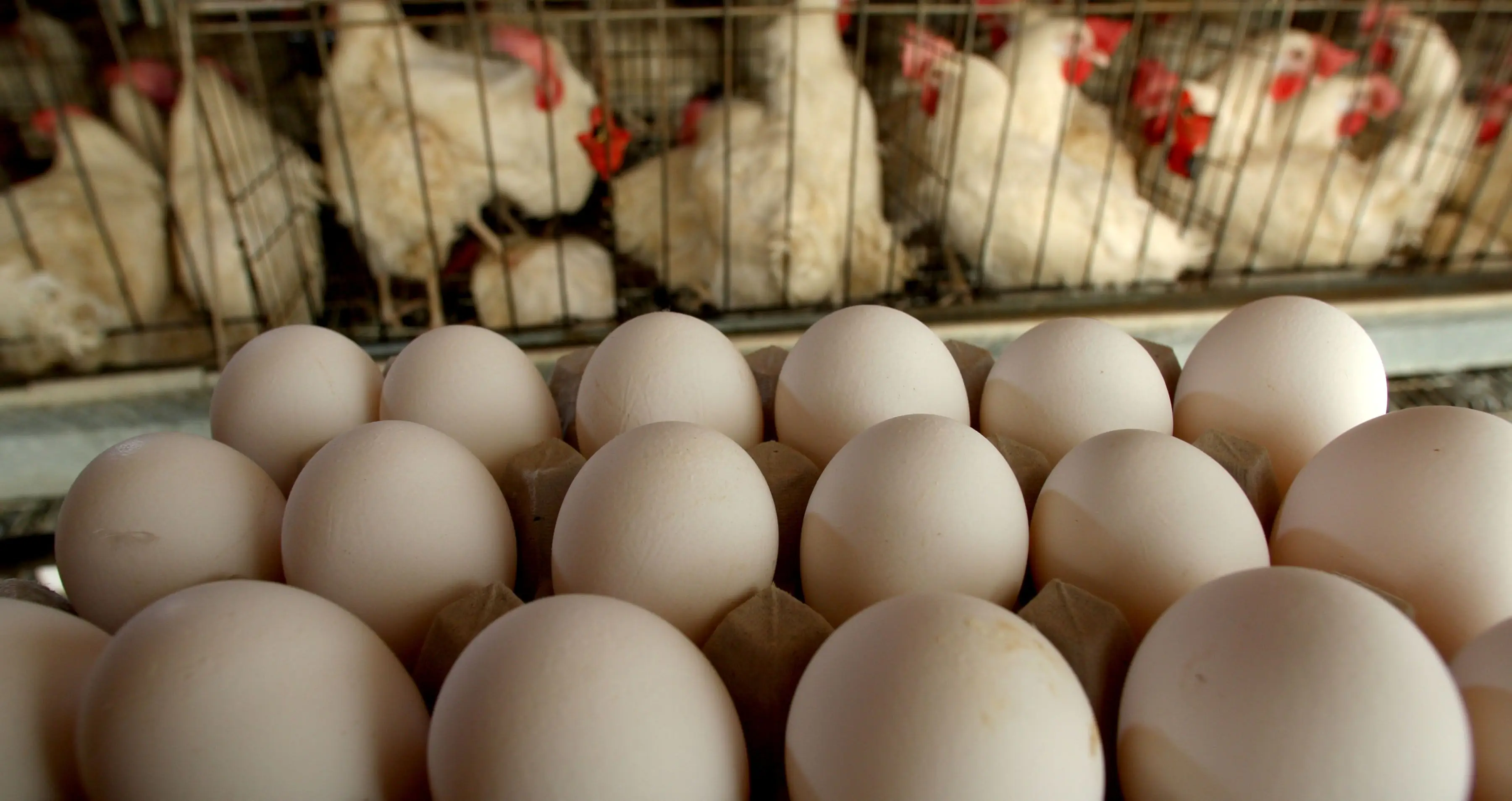 Does intensive farming get a bad rap?