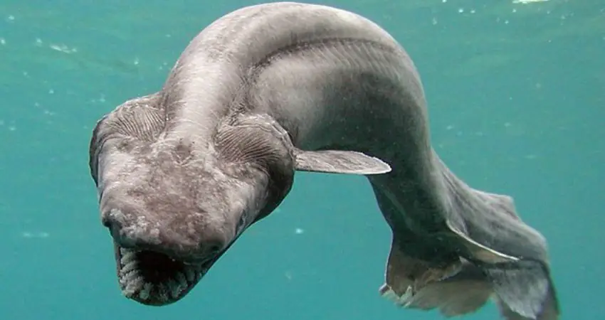 Scientists discover prehistoric nightmare shark with snake head and 300 teeth