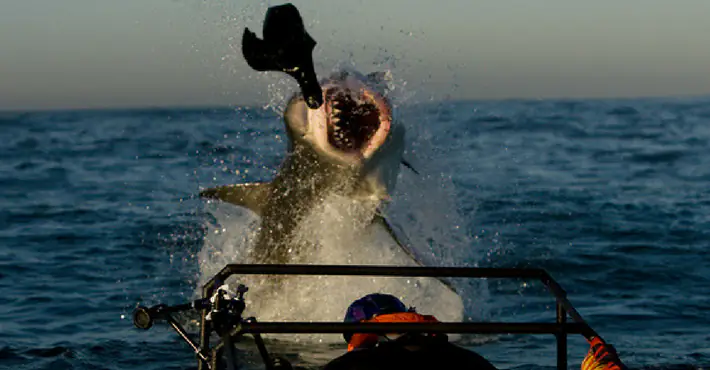 Here's why great white sharks can't be held in captivity