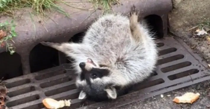 This raccoon ate so much that he got stuck in a sewer grate