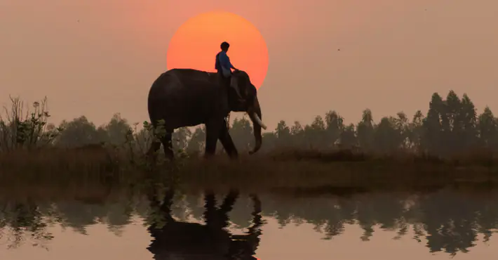 Trump set to allow big game hunters to bring back elephant trophies to the US