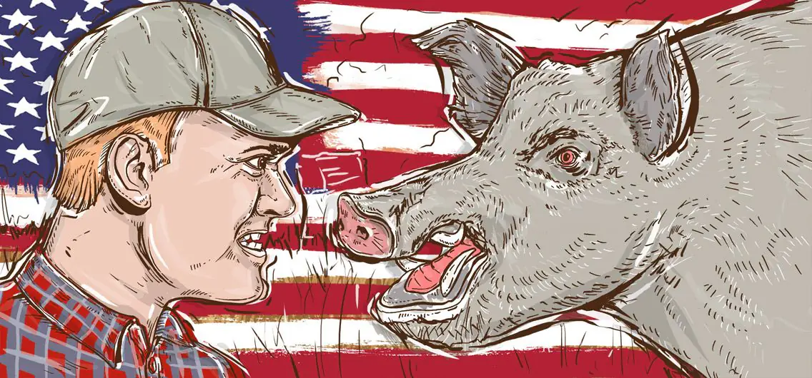 Feral pigs are invading America and no one quite knows how to stop them