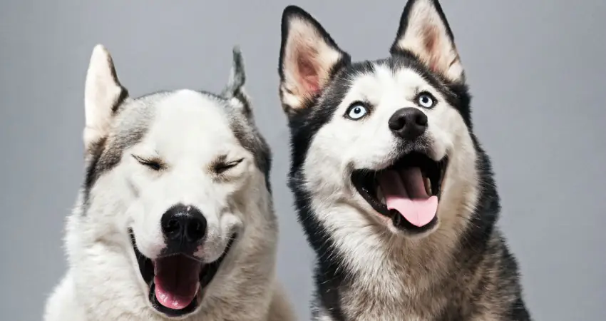 30 Weird animal facts that will make you look at nature in a completely different way