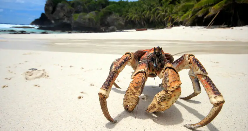 Horrifying video shows giant Coconut Crab hunting and killing a seabird