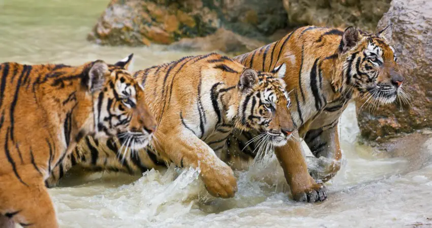 Crane manages to fight off three tigers in safari struggle