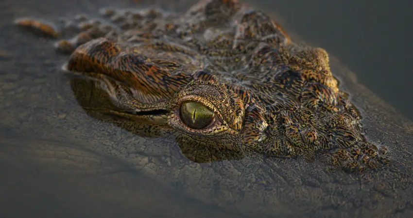Terrifying footage shows the moment crocodile attacks tourist