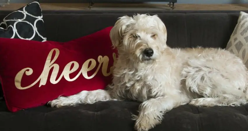 IKEA has launched a pet furniture line and we couldn't be happier