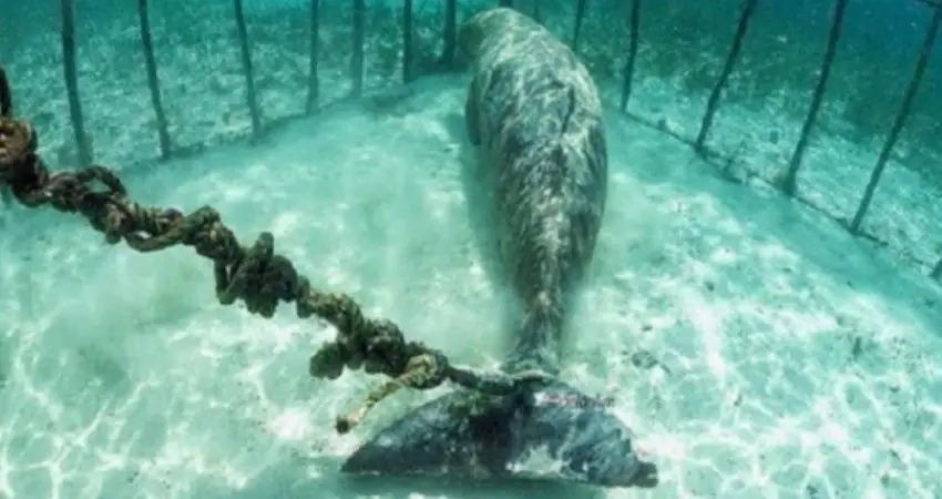 Divers discover underwater animals chained and caged for tourism
