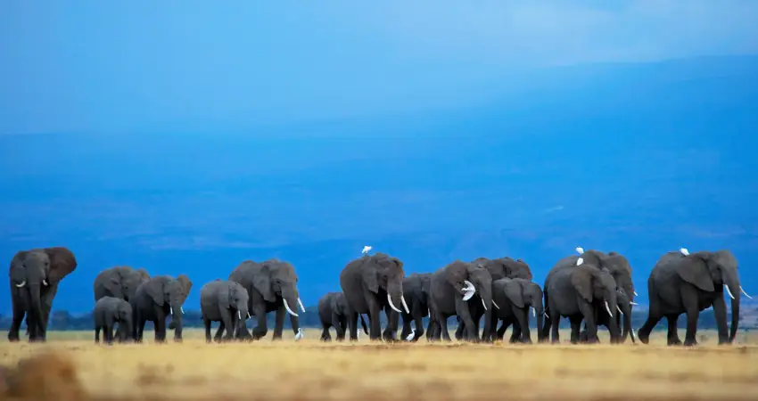 This elephant crying is the saddest Christmas advert ever made