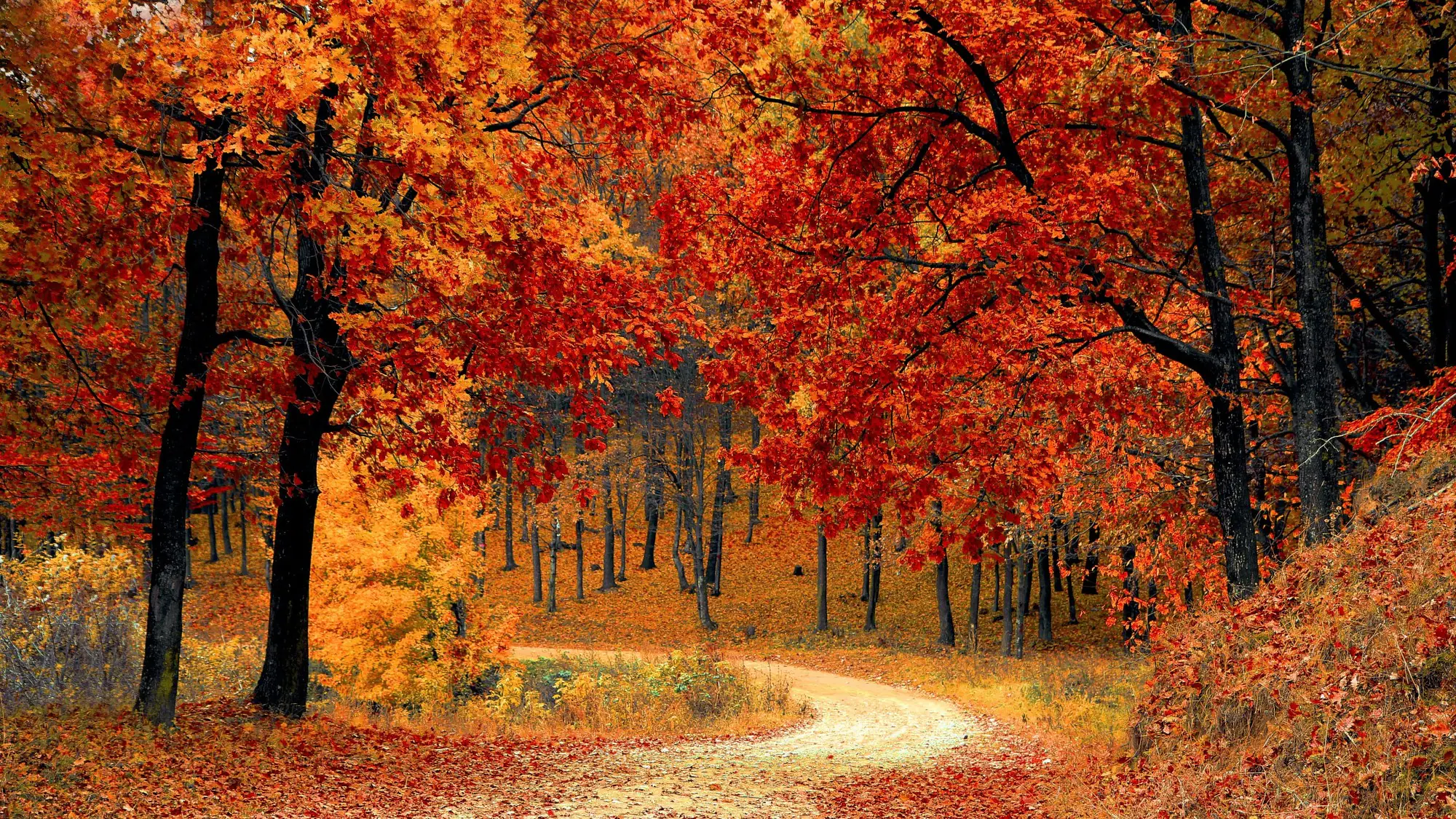 This national park has installed an amazing device to help colourblind people enjoy autumn