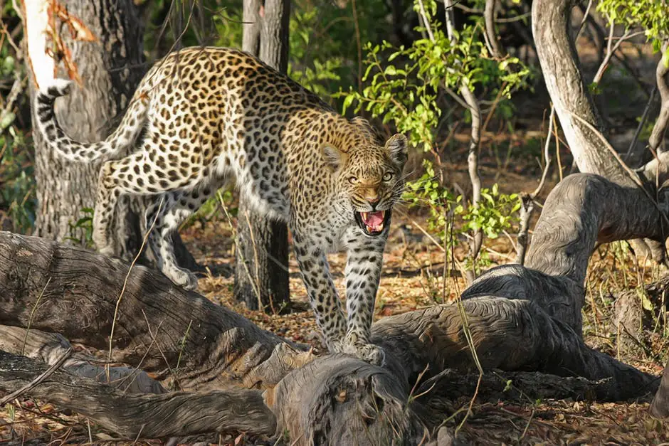 Footage shows the crazy moment wild leopard shuts down India's largest car factory