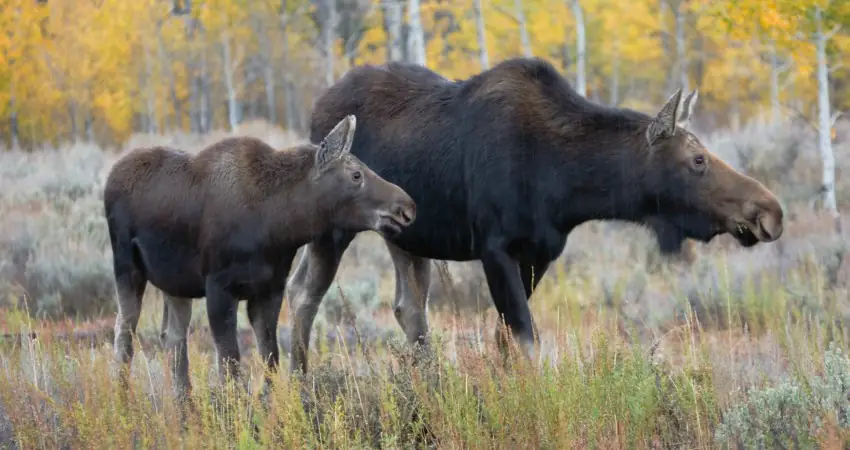 Scary footage shows protective moose charging dog walker