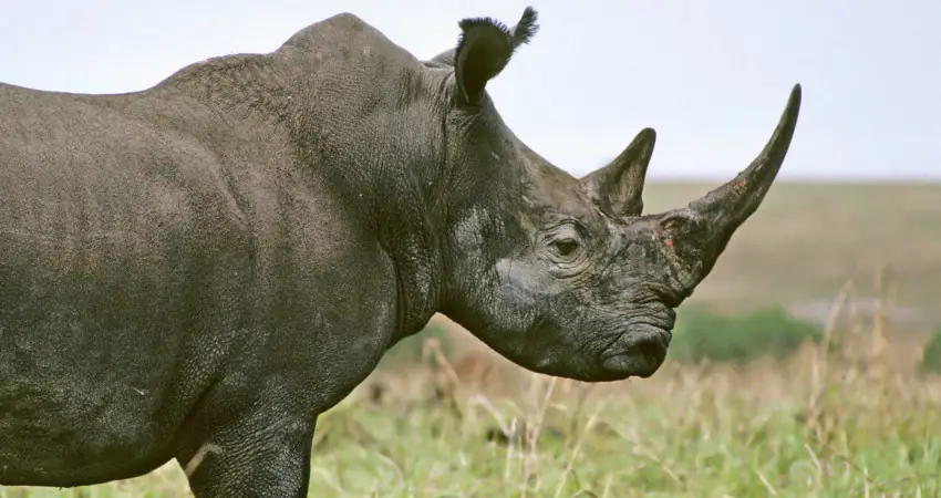 Heartbreaking image shows the last male northern white rhino