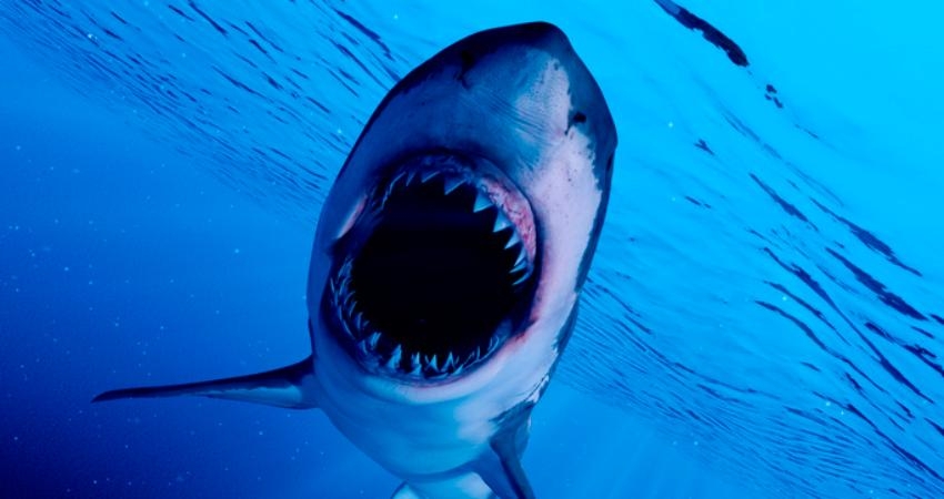 Shark