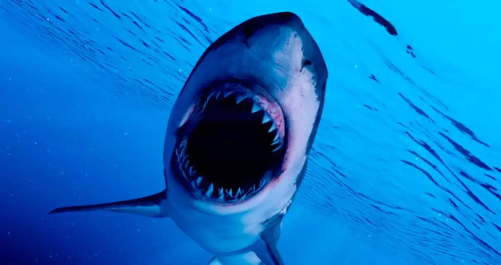 Shark