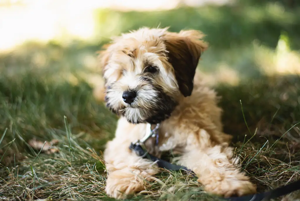 Shih Tzu