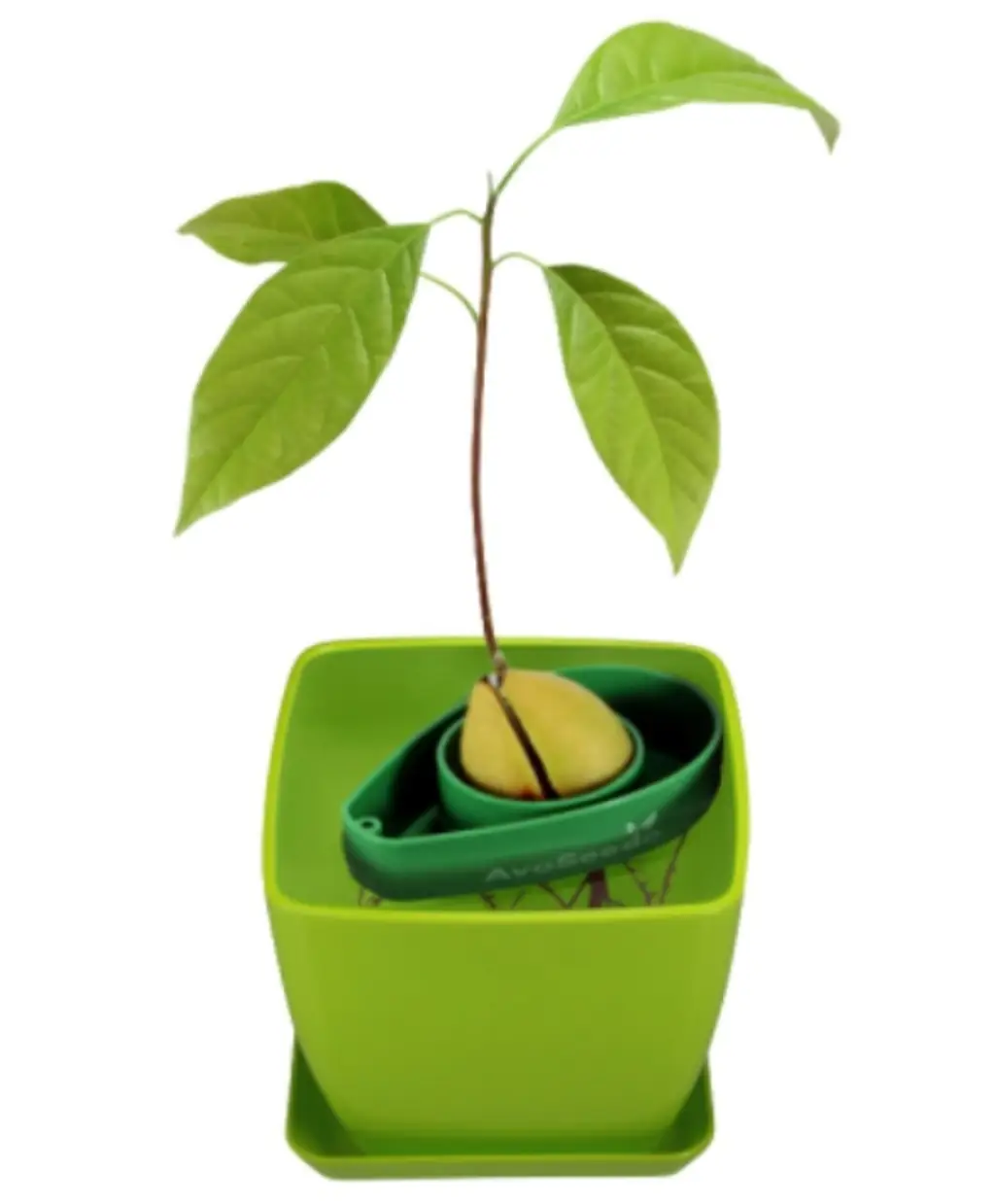 An avocado plant growing from the AvoSeedo.