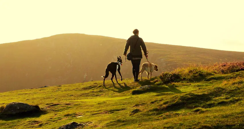 Owning a dog is good for your health, study says