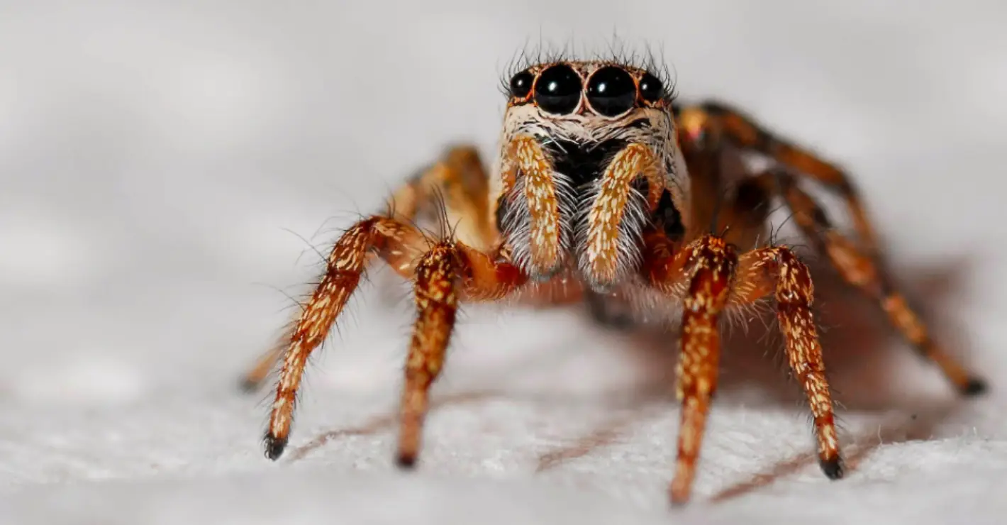 Man's ear itch caused by spider building a nest