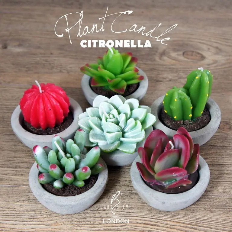 Succulent candles