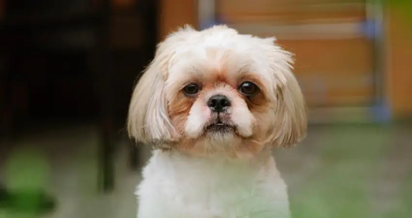 Healthy dog is euthanized so it can be buried with dead owner
