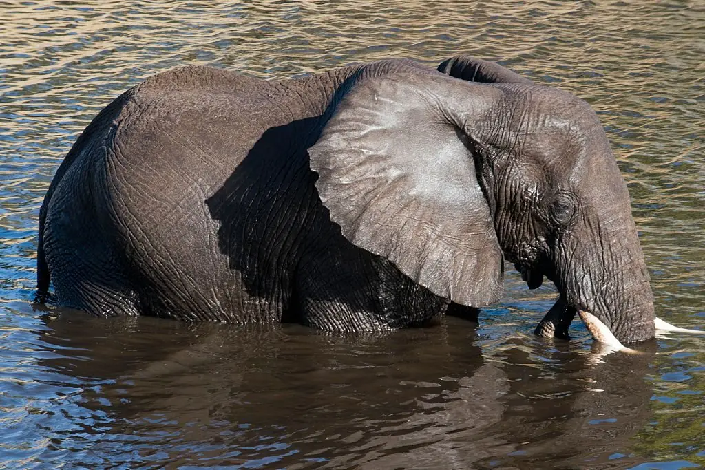 An elephant bathing