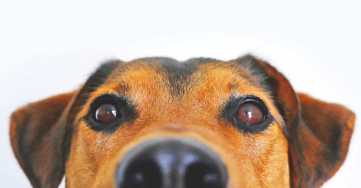 Woman arrested for breaking into stranger's home, petting their dog and cleaning the dishes