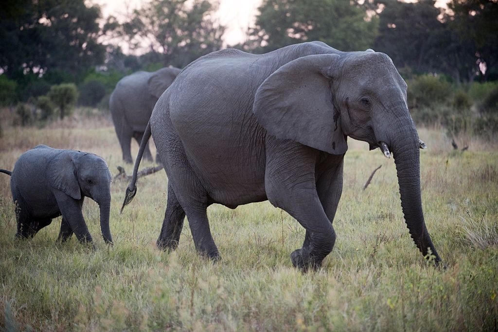 An adult elephant with her calf