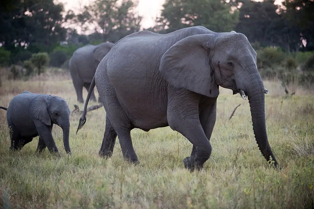 An adult elephant with her calf 