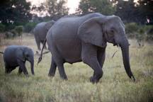An adult elephant with her calf 