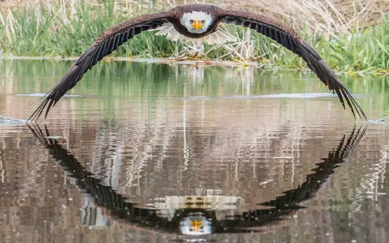 Bald eagle Steve Biro image