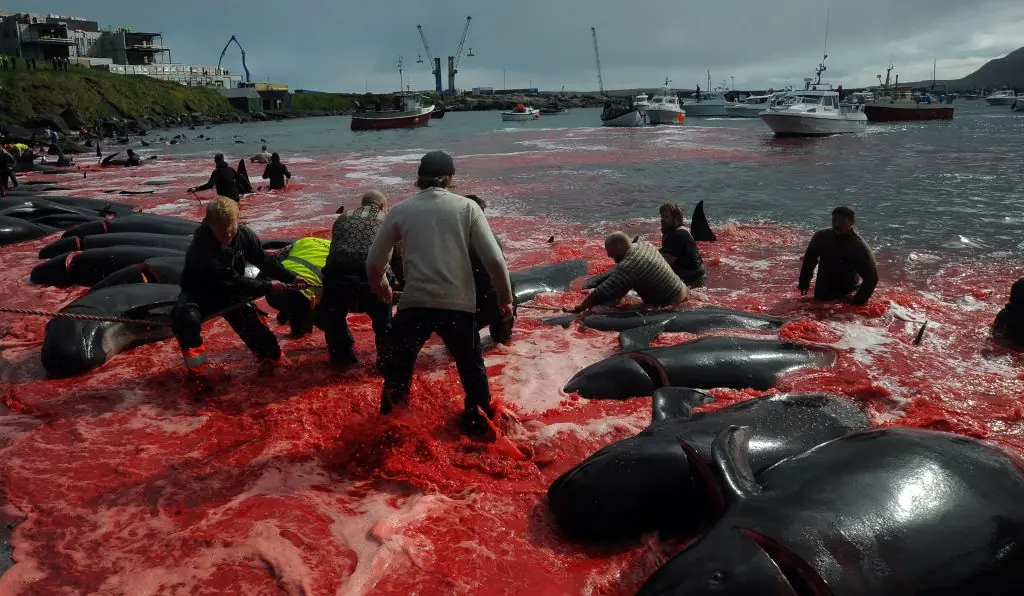 Faroe Islands Whale Slaughter