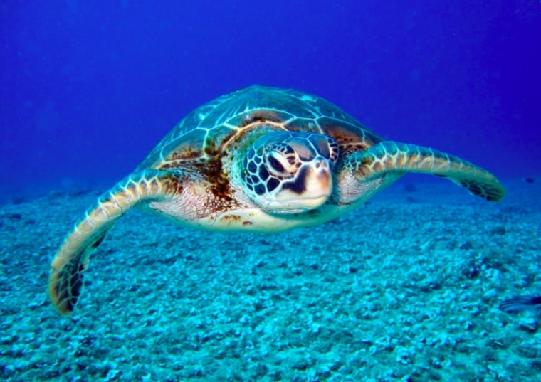 A sea turtle in the ocean.