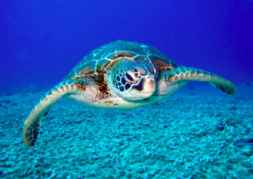 A sea turtle in the ocean. 