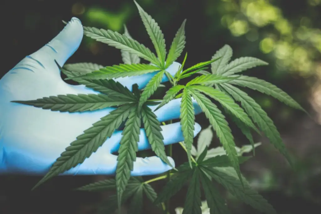 Cannabis leaves.