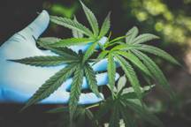 Cannabis leaves.