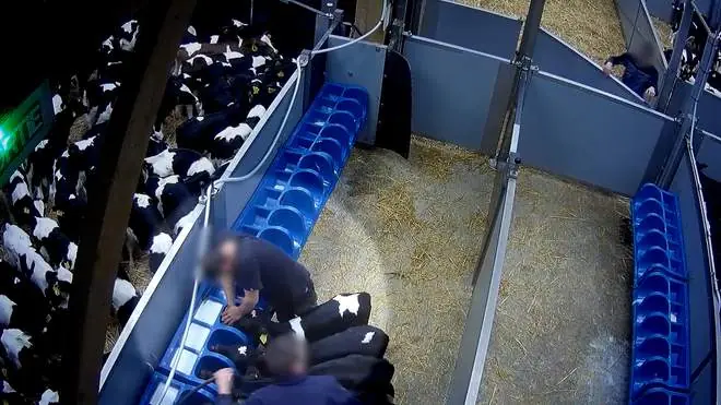 violence towards calves