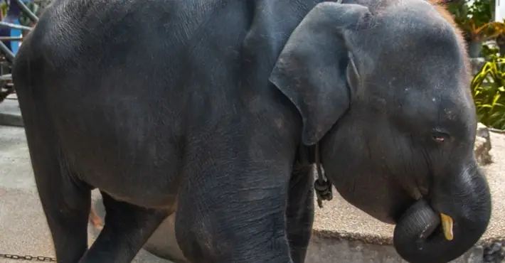 Baby elephant dubbed 'Dumbo' forced to dance in zoo has died