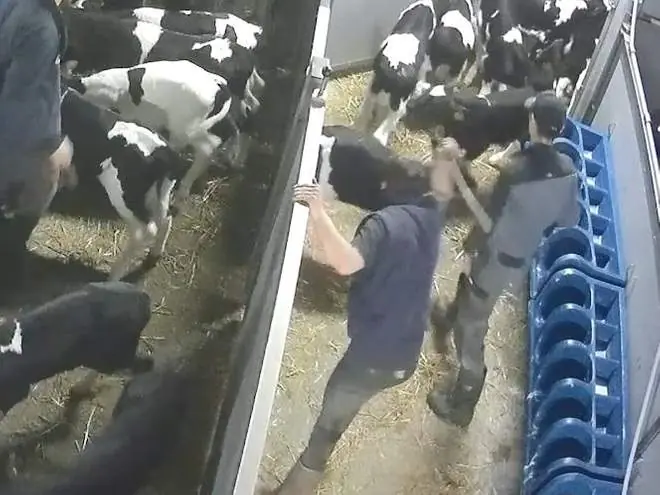 violence towards calves