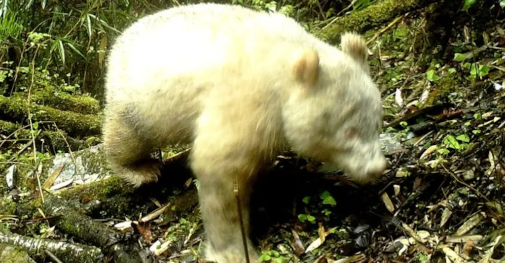 albino panda