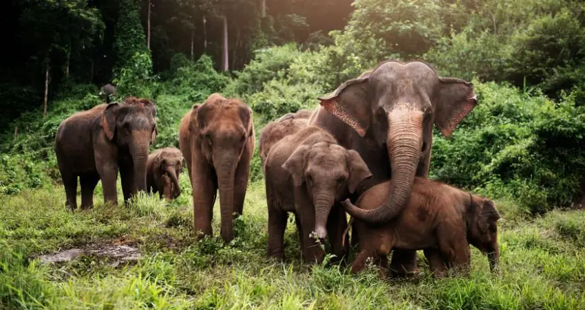 Botswana lift ban on hunting elephants in devastating decision