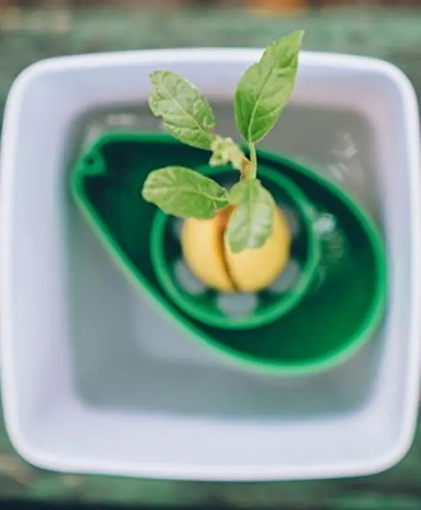 A plant growing from the AvoSeedo.