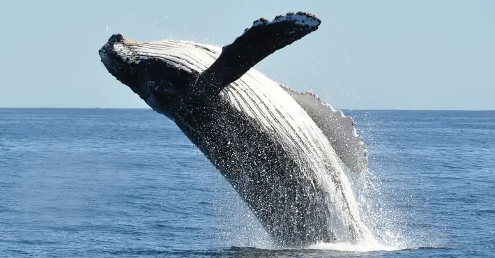 Incredible footage shows humpback whale bursting out of the ocean next to fishing boat
