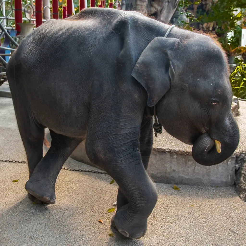 dumbo