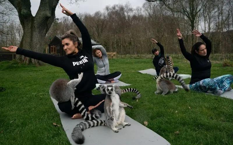 lemur yoga